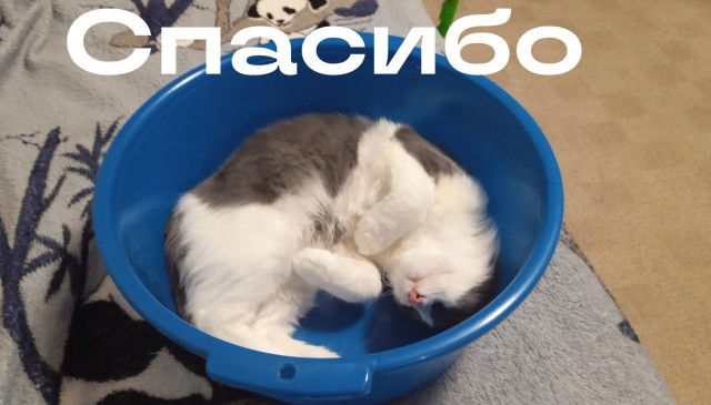 Доброго всем и котиков