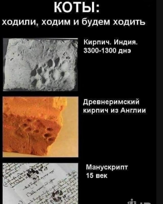 Отряд быстрого деградирования