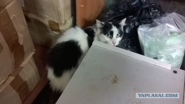 Жизнь домашнего приюта для котеек 478