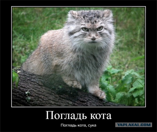Поцелуй