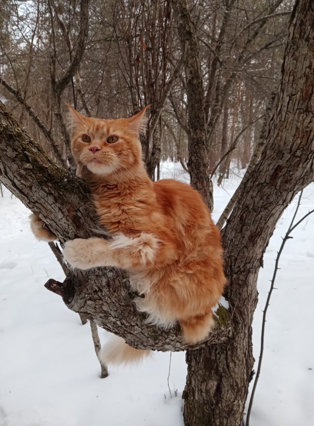 Ну-с, с наступившим староновогодним котовторником