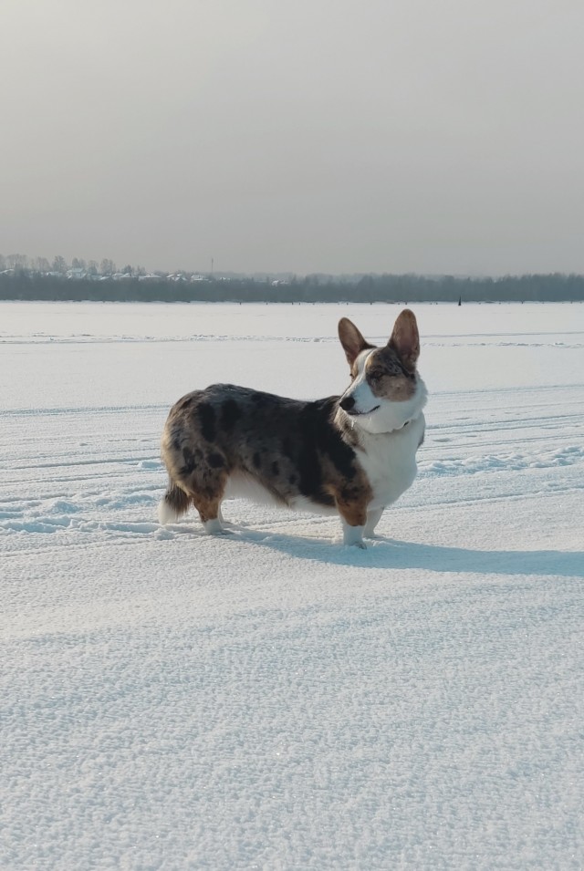 Сила привычки