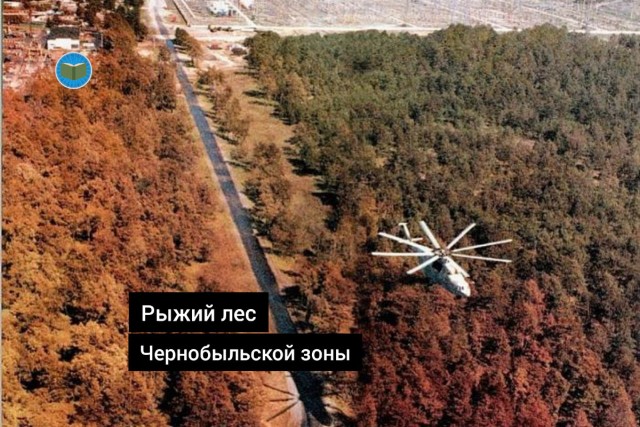 Чем закончился эксперимент по облучению леса цезием-137 в США⁠⁠
