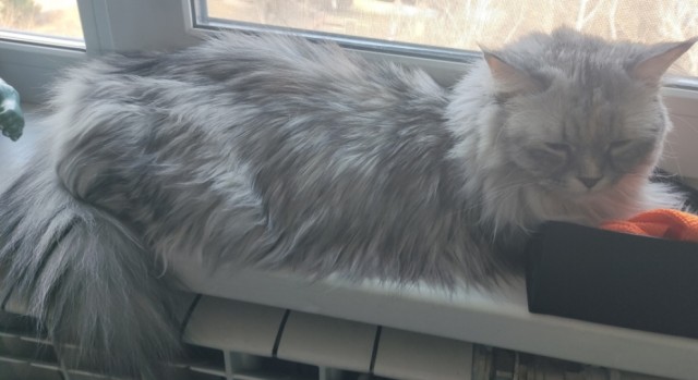 Спящий кот