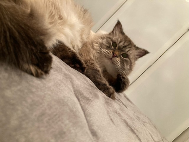 Нефотогеничный кот