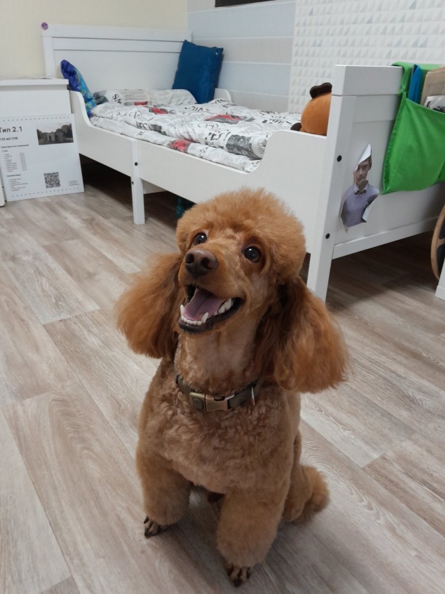 Собакочетверг!