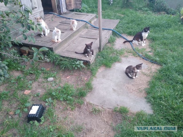 Жизнь домашнего приюта для котеек 557