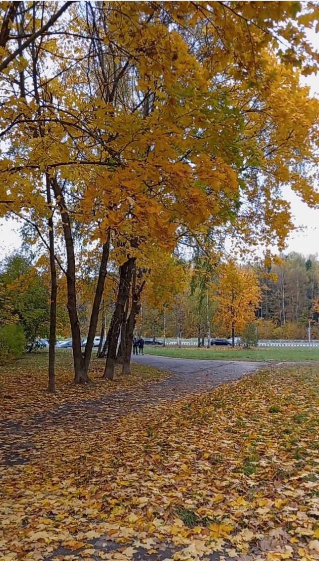 Вот и осень к нам пришла