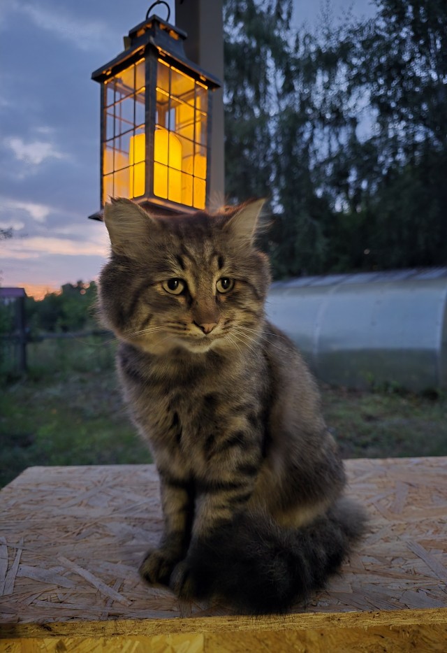 Кот под лампой.