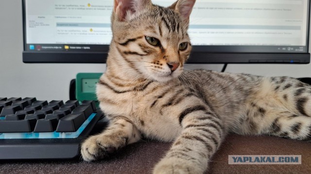 Котовторник