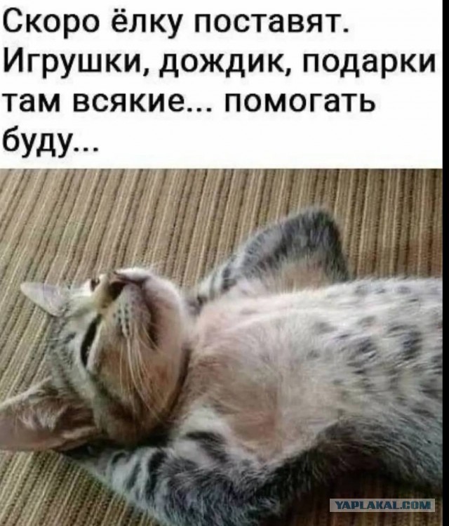 Первая предновогодняя от Лёлика.