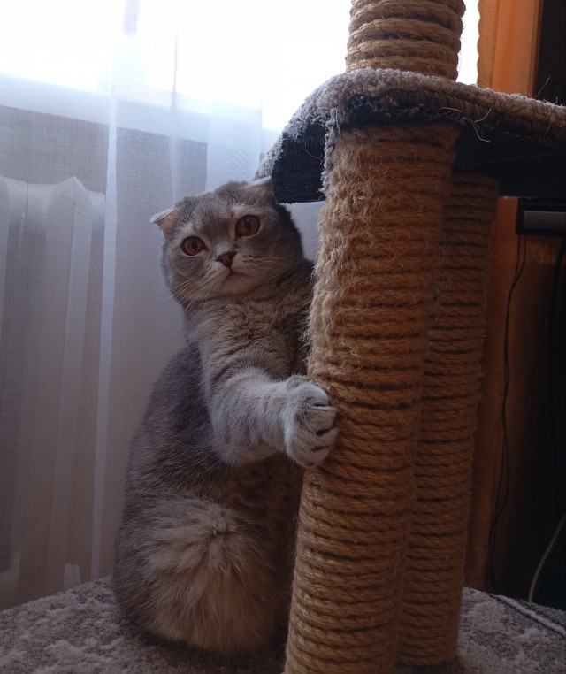 Котовторник