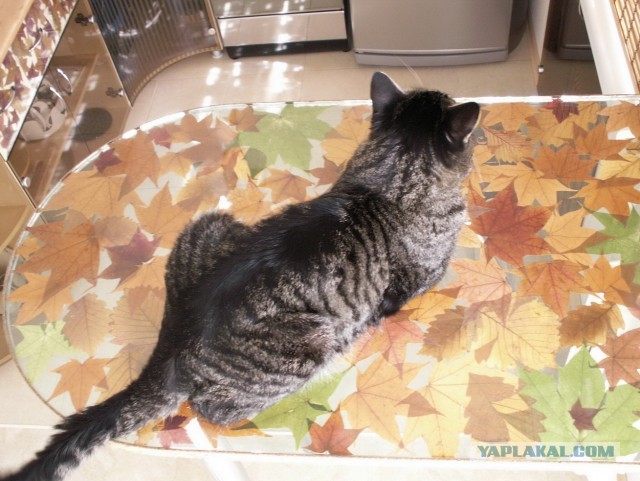 Котовторник 23.07.2013