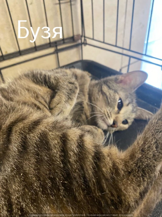 Жизнь домашнего приюта "Котоленд" 545