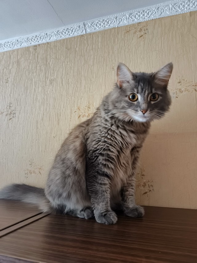 Котовторник. Моё зверьё
