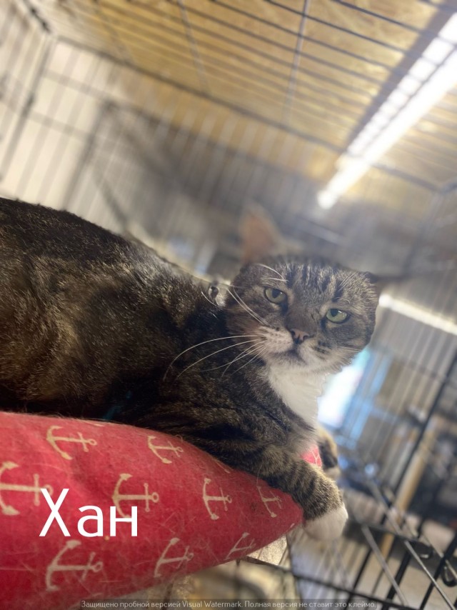 Жизнь домашнего приюта "Котоленд" 549
