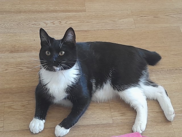 Котовторник