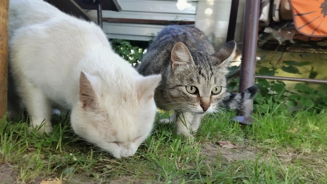 Котовторник