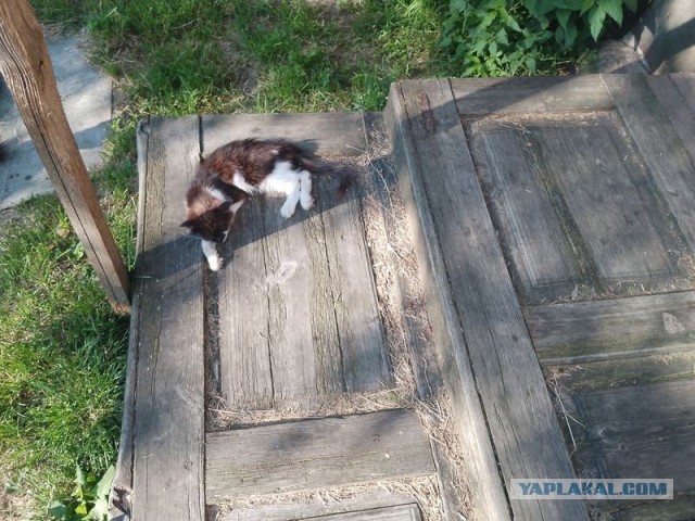 Жизнь домашнего приюта для котеек 579