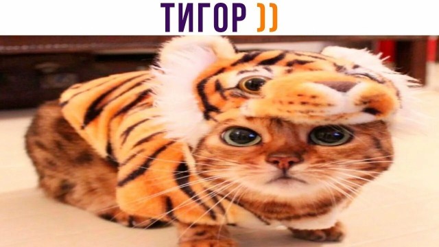 Бенгальскай тигор
