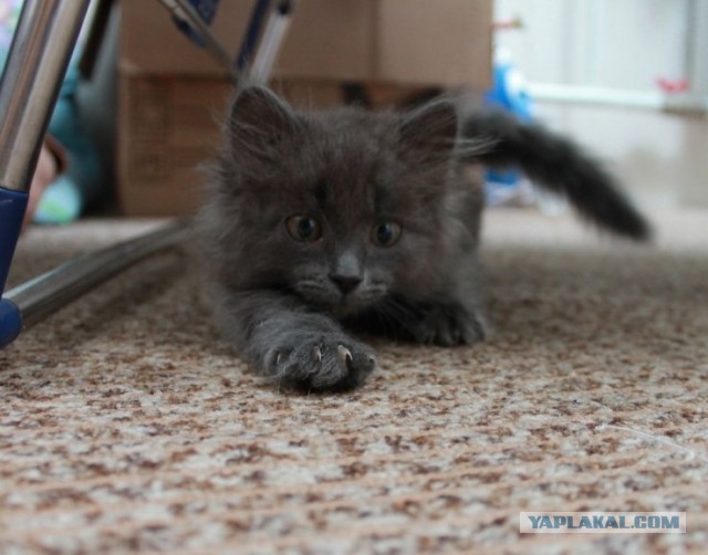 Котовторник 8.10.2013