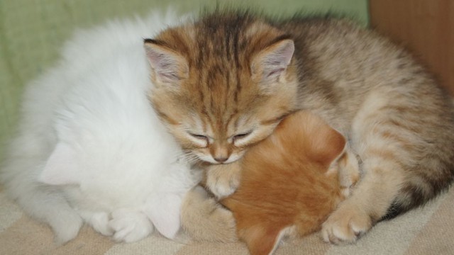 Котовторник 25.02.2014
