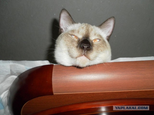 Кот "выключил" и "взял"
