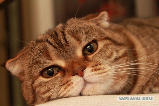Котовторник 01.07.2014