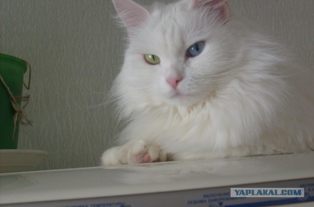 Котовторник  08.07.2014