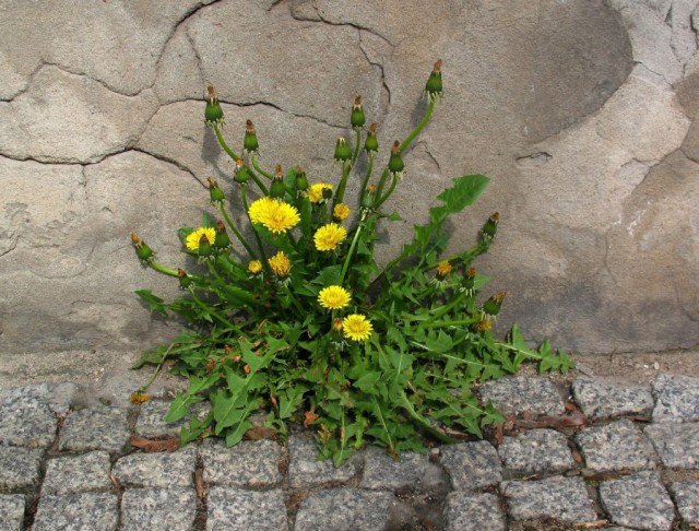 Плюсомет со шпалометом