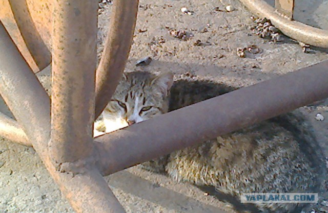 Котовторник 31.03.2015
