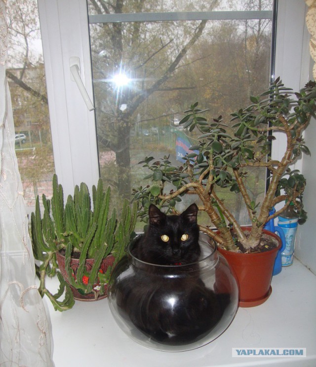 100 самых ценных снимков котов