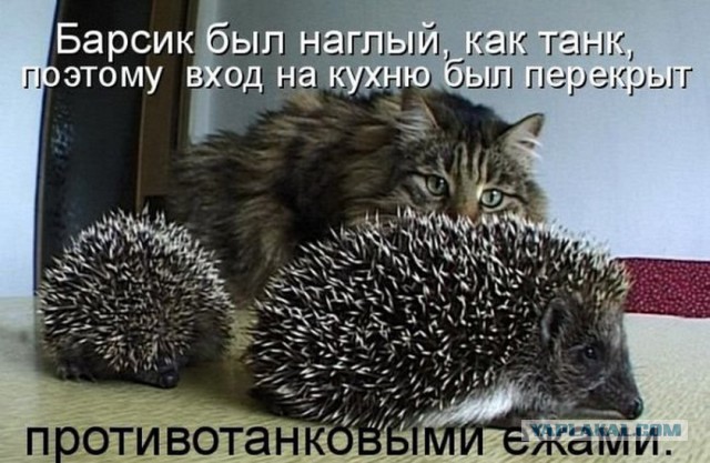 Котики и буквы