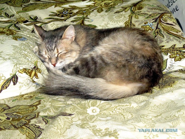 Котовторник 16.06.2015., Котовторник наступил!