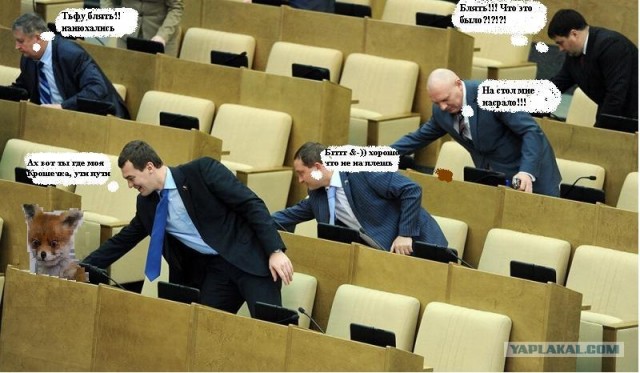 Кнопкодавы