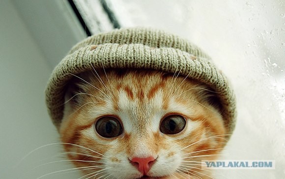 Котовторник на ЯПлакалъ! От числа 09.09.08