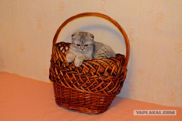 Котовторник наступил!:)