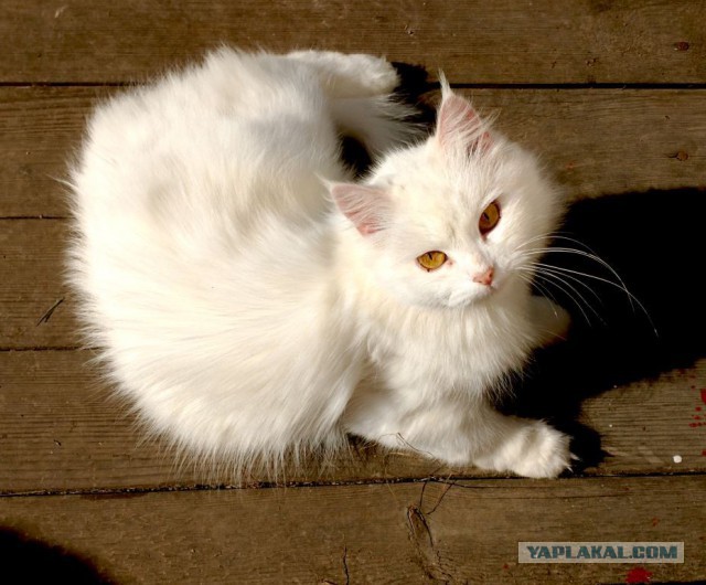Котовторник 29-09-2015,