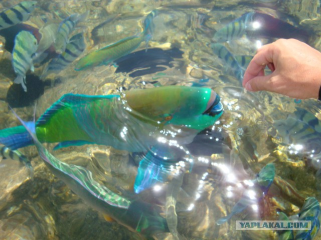 Красное море