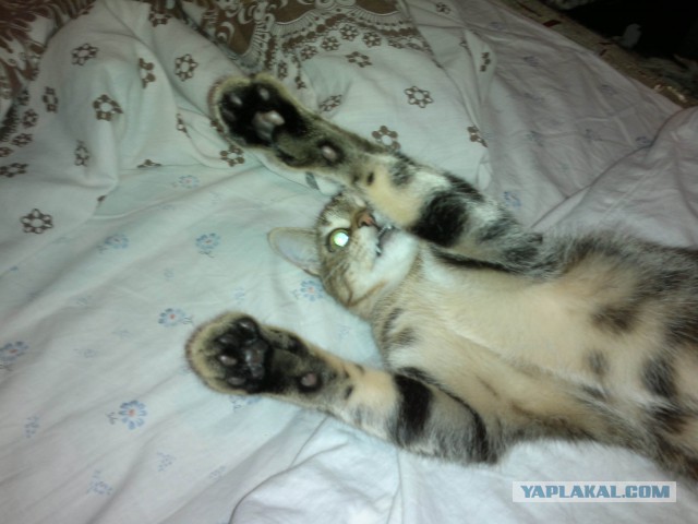 Котовторник 16.02.16