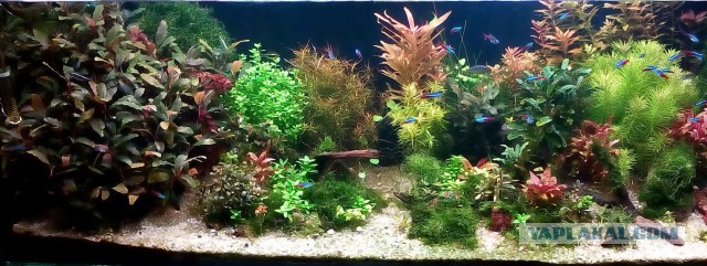 Аквариумные страдания