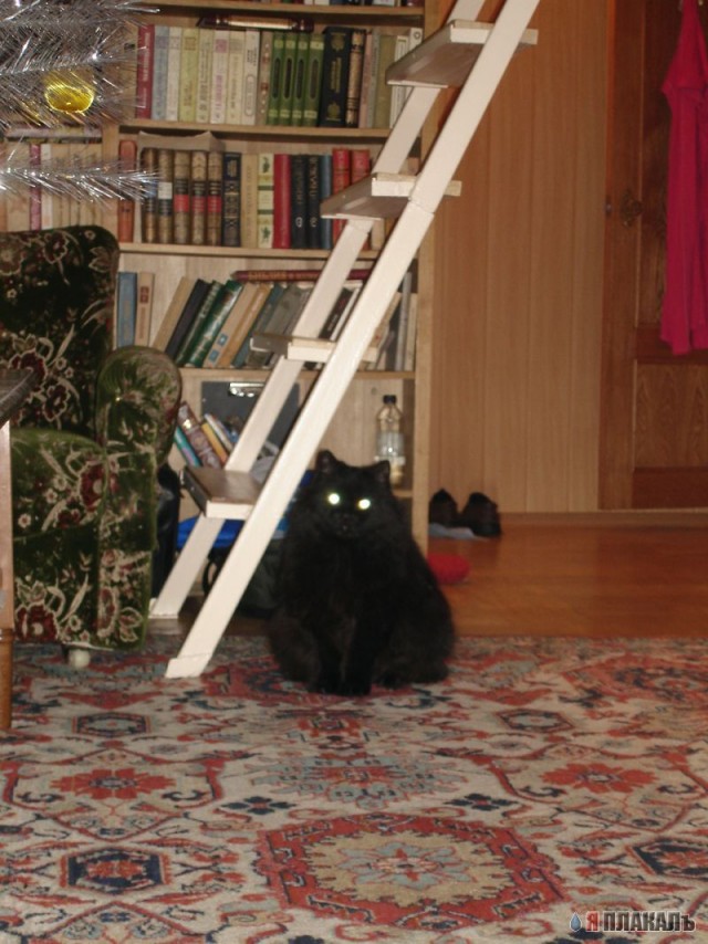 Коты, кошки, котята