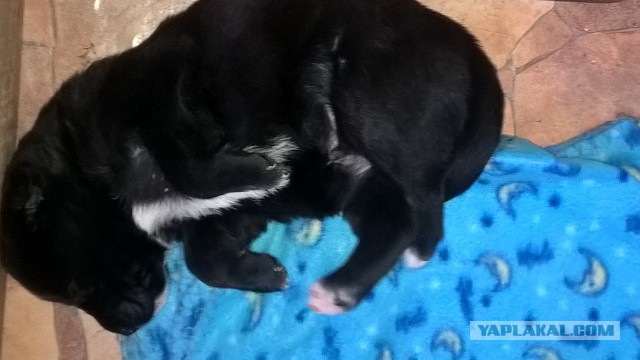 Этот взгляд как тайное оружие