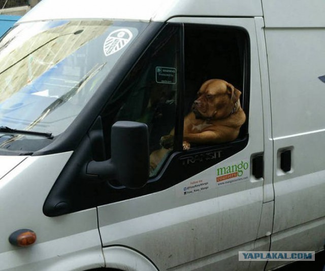 Забавные и интересные фотографии, сделанные в нужный момент