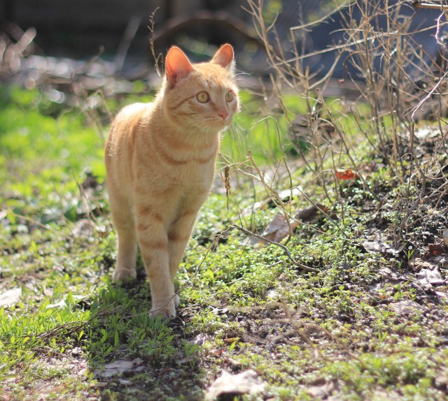 Выхожу на веранду, а там...