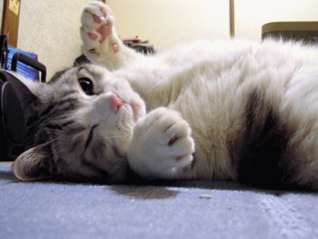 Вторничный котомёт