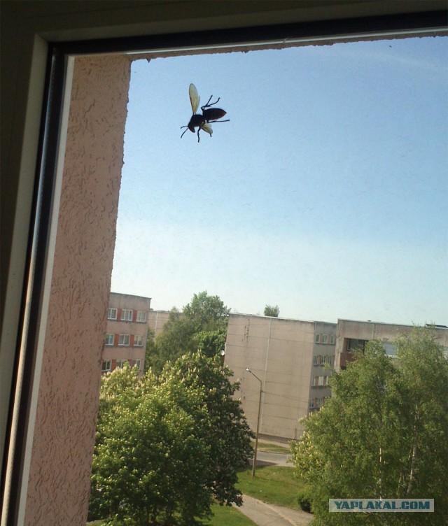 Рой пчел два дня летал за Mitsubishi, в багажнике которого застряла их царица