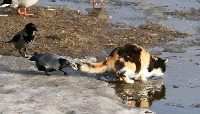 Коротко о неудачах