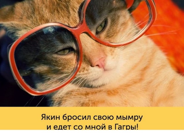 "Оскара" - котикам!