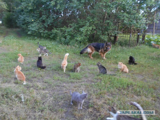 Жизнь домашнего приюта для котеек 121